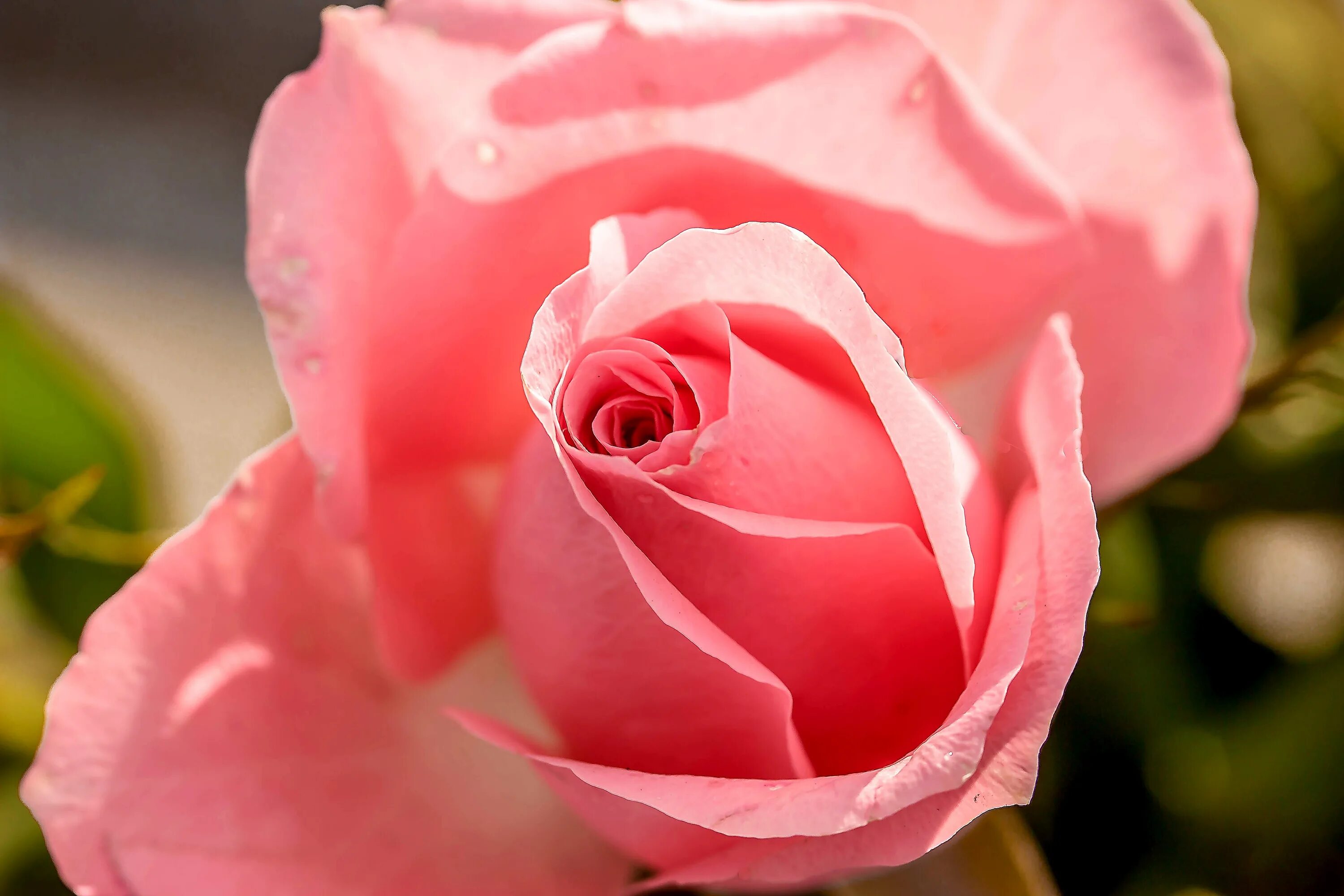 Розовые розы год песни. Розовые розы. Пепельно розовые розы. Розовые розы крупно.