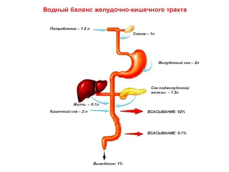 Обработка пищевого комка желчью. Органы желудочно-кишечного тракта. Состав соков. Схема ЖКТ. Схема передвижения пищи по пищеварительному тракту.