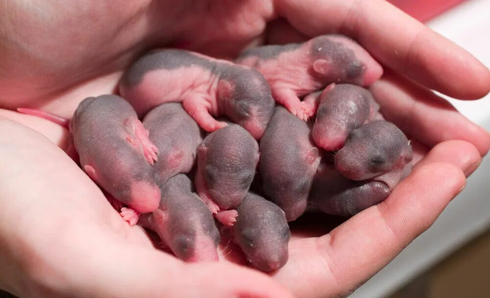 Хомяки после родов. Новорожденные крысята Дамбо. Новорожденный крысенок Дамбо. Новорожденные крысы Дамбо. Крысы Дамбо Детеныши.