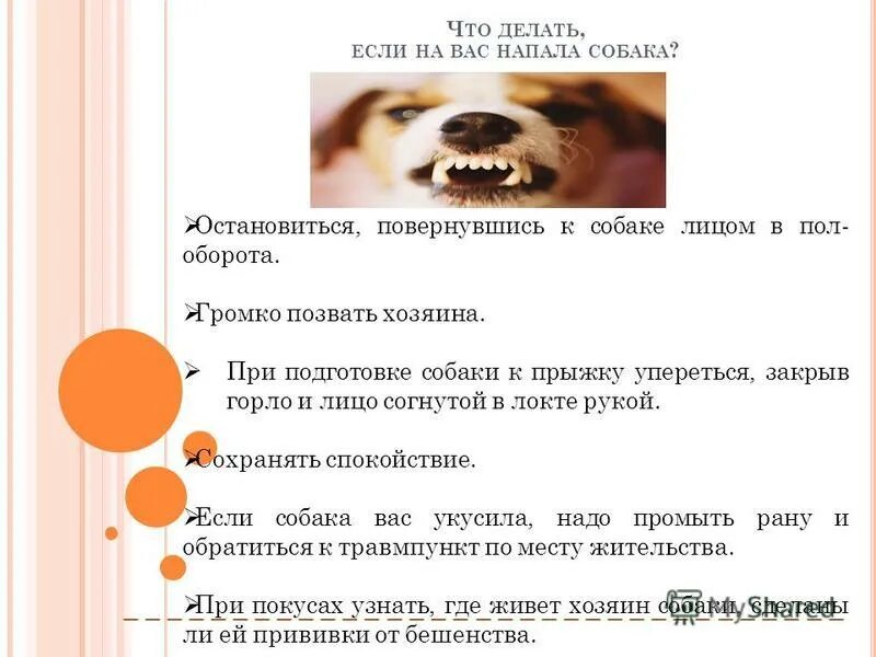 что делать если напала собака на человека. инструкция если на тебя напала собака. что делать если на тебя напал снюсаед. на вас напала собака ваши действия. на вас напала собака ваши действия.