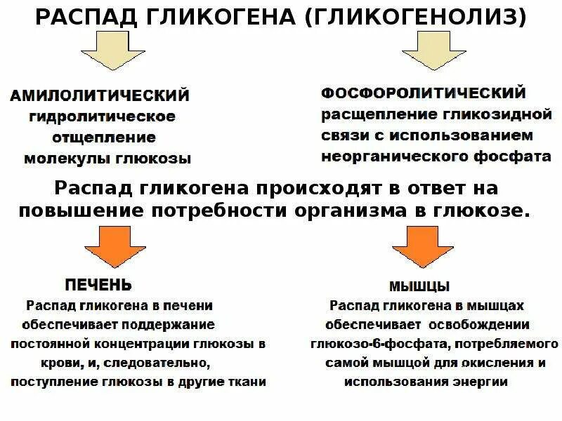 Пути распада. Амилолитический путь распада гликогена схема. Распад гликогена (гликогенолиз). Фосфоролитический путь распада гликогена. Пути рампадагликогена.