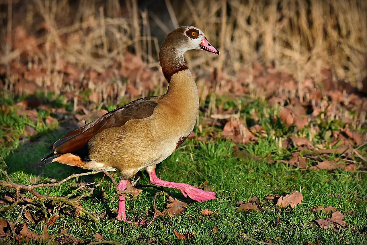 Duck feet. Кряква лапы. Гусиные лапы. Лапки Утиные. Лапки уток.