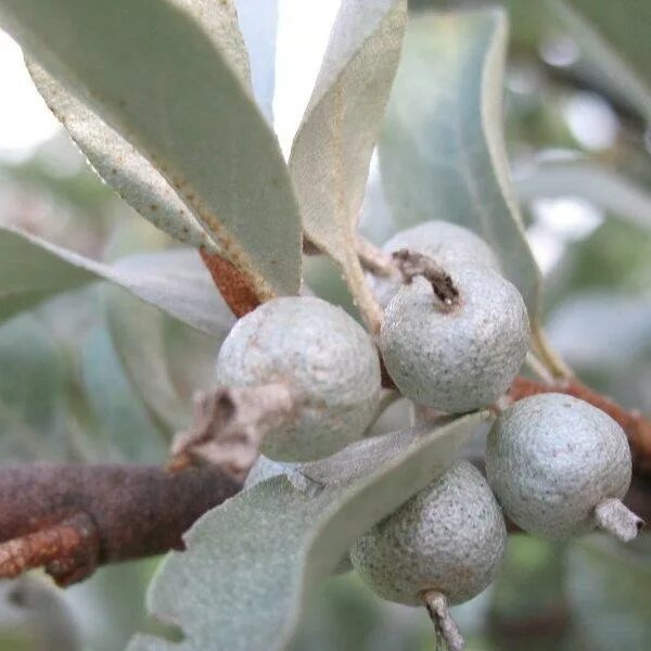 лох серебристый квиксильвер. саженцы лоха серебристого. саженцы сербристый лох серебристый. саженцы лоха серебристого. лох серебристый узколистный серебристый.