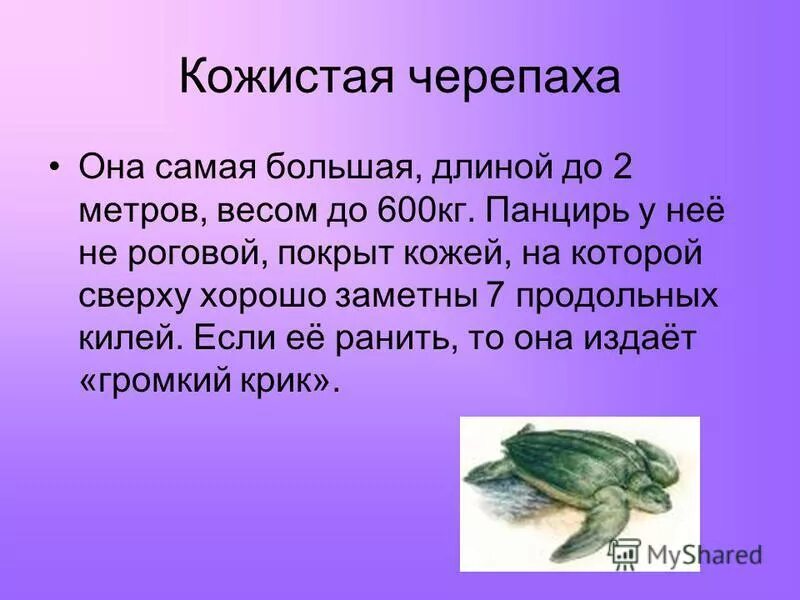 Температура тела черепахи. Роговой покров пресмыкающихся. Температура тела черепахи. Красноухая черепаха подвиды. Красноухая черепаха сухопутная.