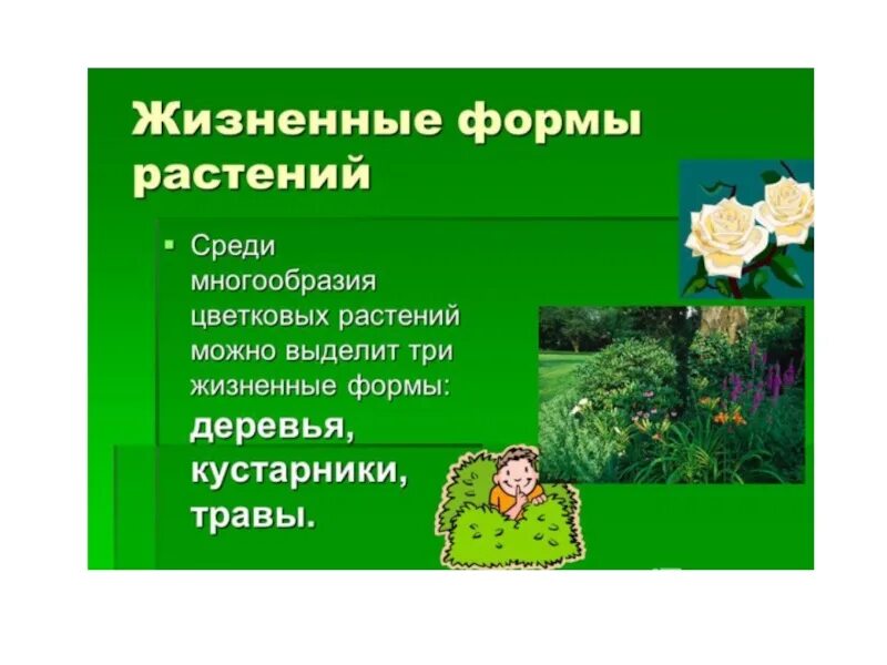 Картинки ЗЕЛЕНЫЕ РАСТЕНИЯ 3 КЛАСС ОКРУЖАЮЩИЙ МИР