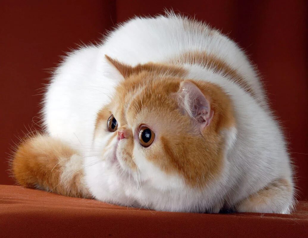 Коты с приплющенной мордой. Экзот кошка. Кошки экзоты короткошерстные. Экзотическая кошка (кот экзот). Персидская короткошерстная кошка экзот.