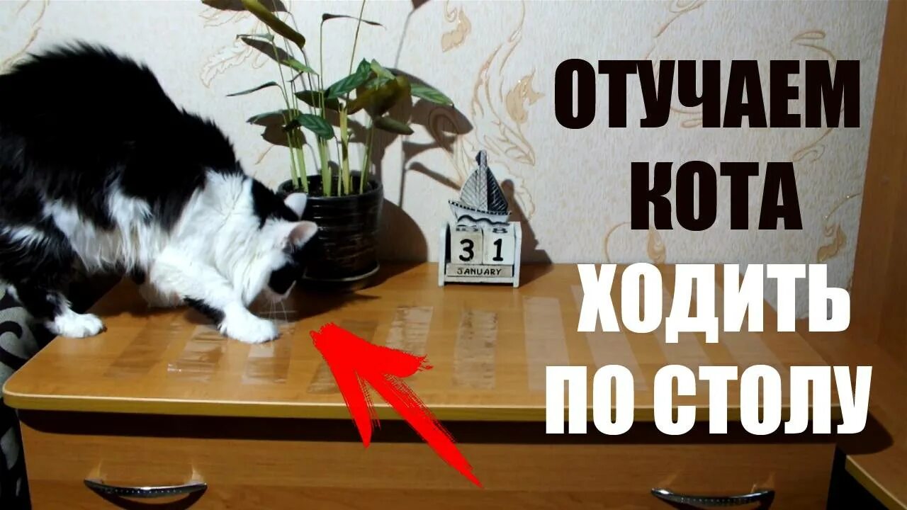 Как отучить кота лазить на стол. Скотч от кошек на стол. коты ходят по столу. как отучить кота от стола. как отучить кота лазить по столам.