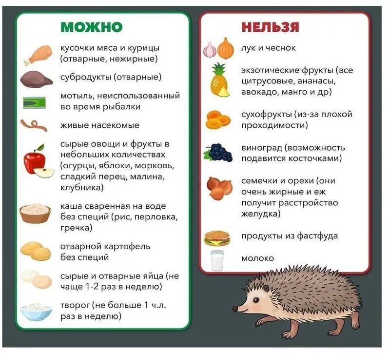 Рацион ежа обыкновенного. Ежик кушает. Что едят ежики. Ёж на даче. Ежик.