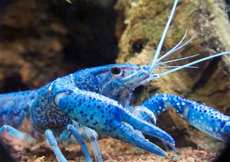 Кубинский рак. Procambarus alleni синий Флоридский рак.. Аквариумный кубинский рачок. Procambarus Cubensis. Флоридский Омар.