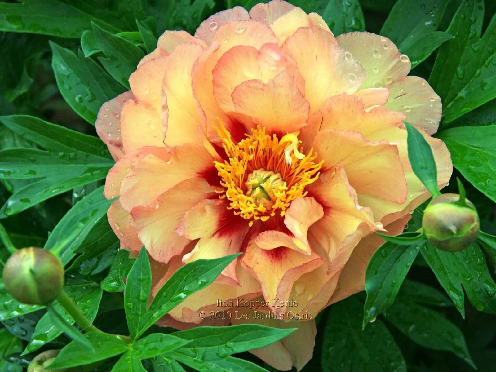 Пион itoh hillary. Пион ито гибрид что это. Пион-ито бордер шарм. Пион belleville. Пион itoh border charm.