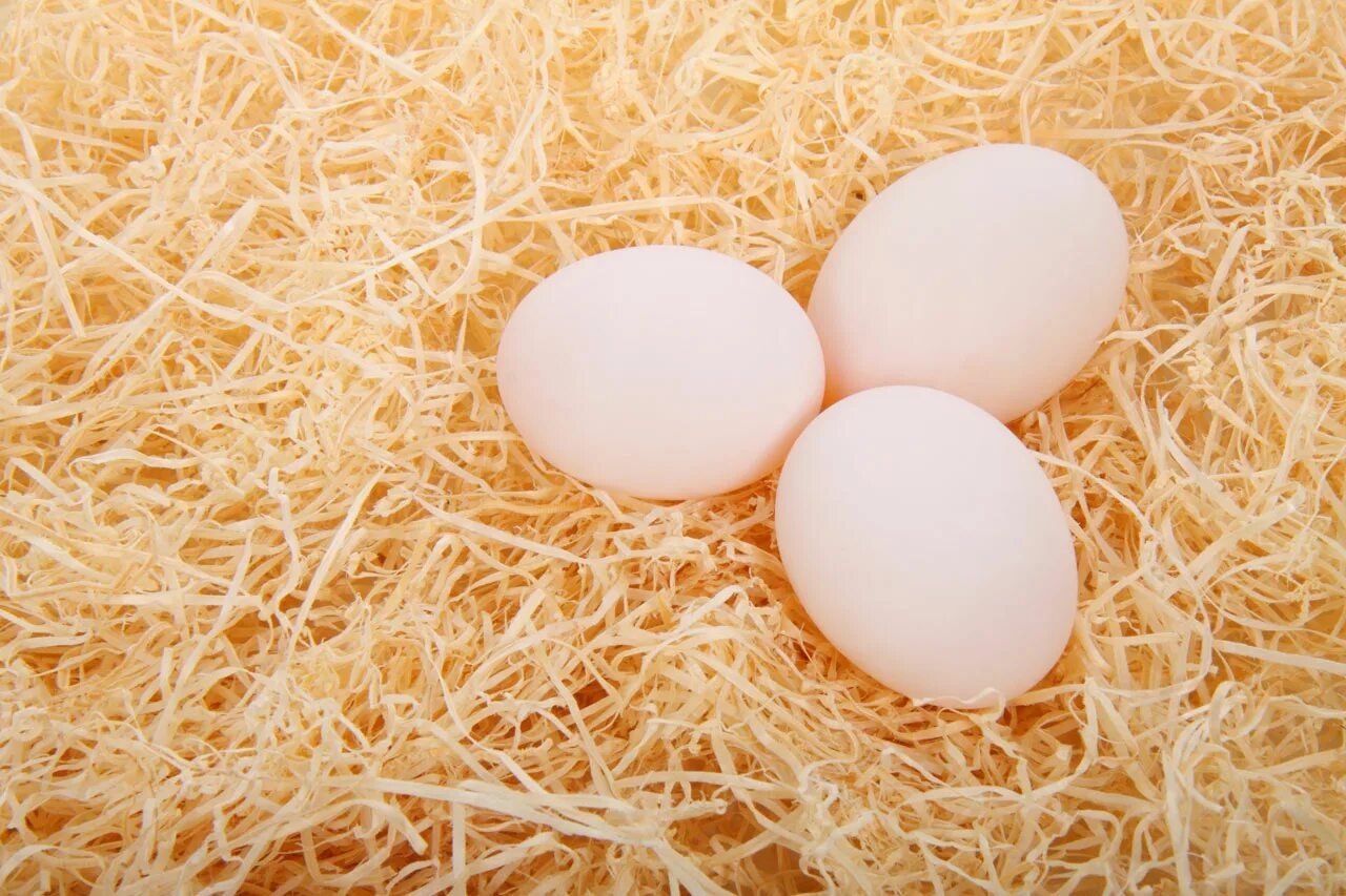 Яйцо куриное. Яйца на соломе. Куриные яйца в соломе. Яйцо в стружке. All eggs in sols rng