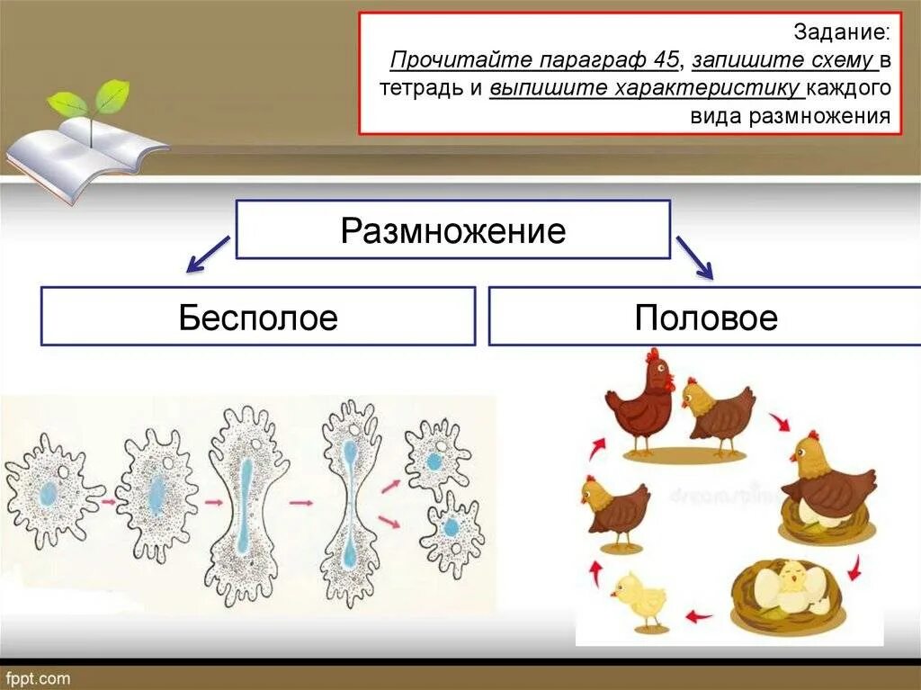 Пример иллюстрирующий размножение у животных. Формы бесполого размножения организмов. Схема бесполого размножения. Половое размножение схема. Схема бесполового размножения.