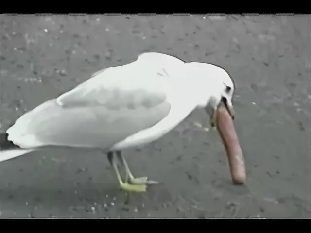 Чайка проглотила голубя