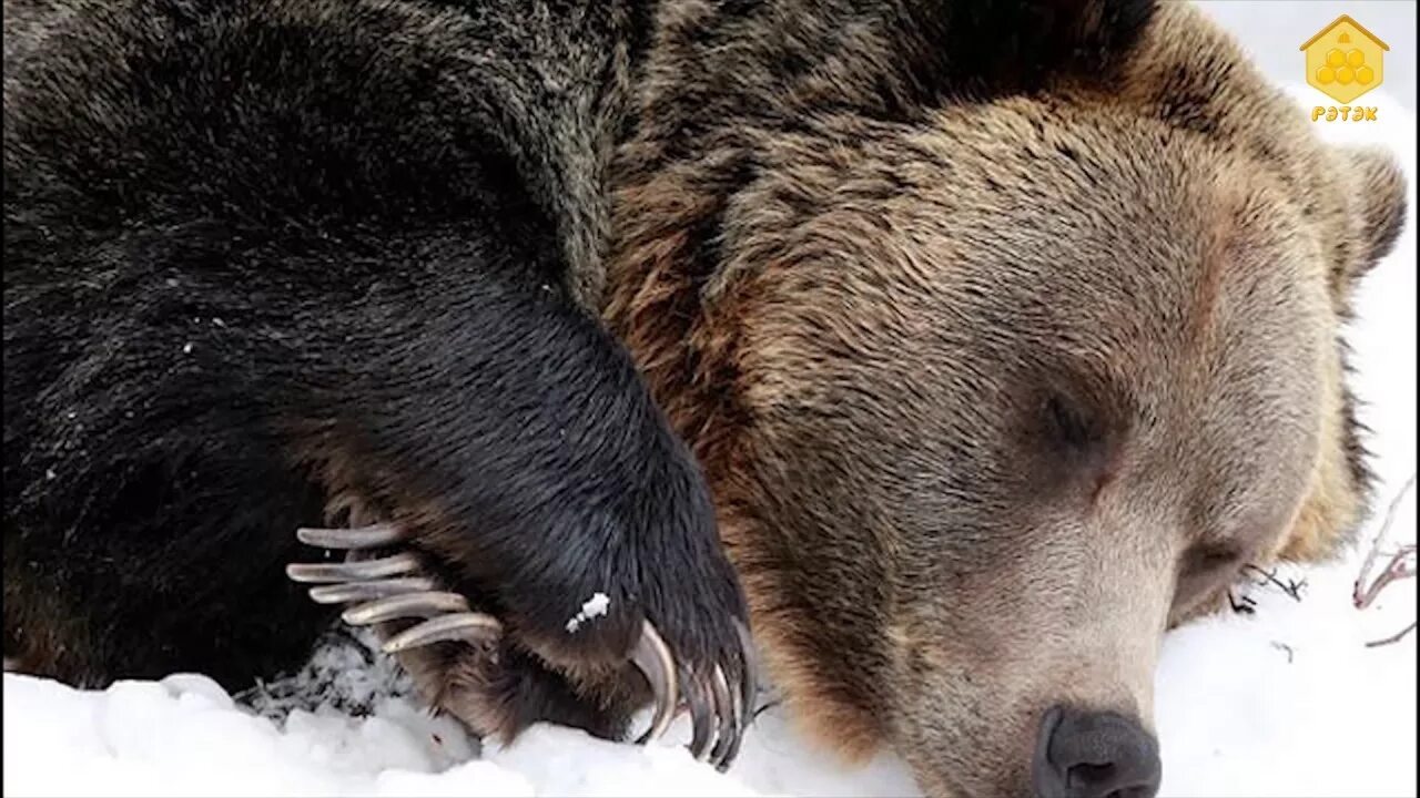 Бурый медведь в спячке. Бурый медведь зимой в берлоге. Бурый медведь в зимней спячке. Бурый медведь в спячке зимой.