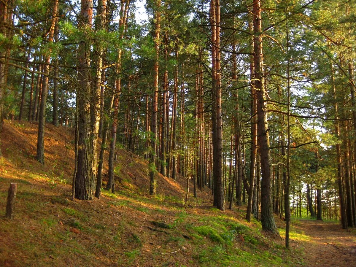 лесной оазис база отдыха псков. лесной оазис база отдыха псков. сосновка лесная. парке «сосновка» в выборгском районе. база лесной оазис псков.