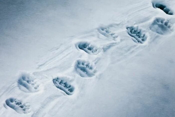 Как выглядят следы медведя на снегу фото Polar Bear Snow Изображения: просматривайте стоковые фотографии, векторные изобр