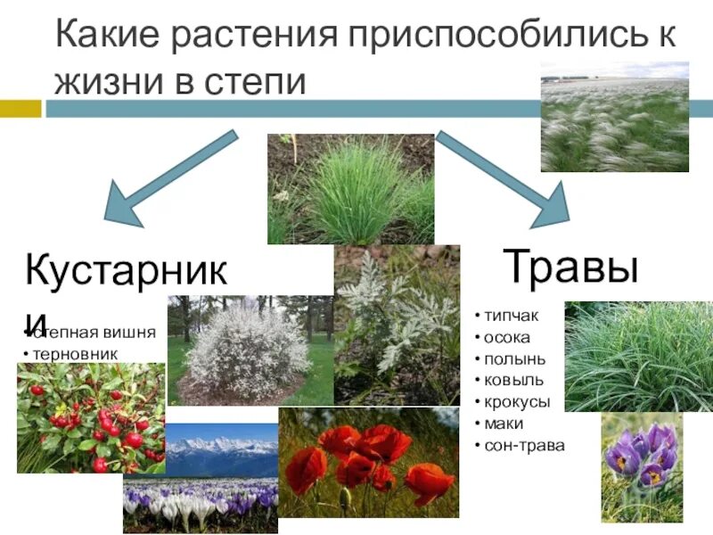 Растения живущие в россии. Растительность степи. Растения степи. Растения степи России. Растения растущие в степи.