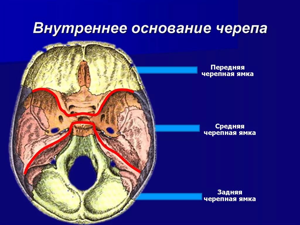 Внутреннее основание черепа анатомия ямки. Внутренняя поверхность основания черепа Черепные ямки. Внутренне основание черепа Черепные ямки. Черепные ямки внутреннего основания черепа. Внутренняя поверхность отверстия