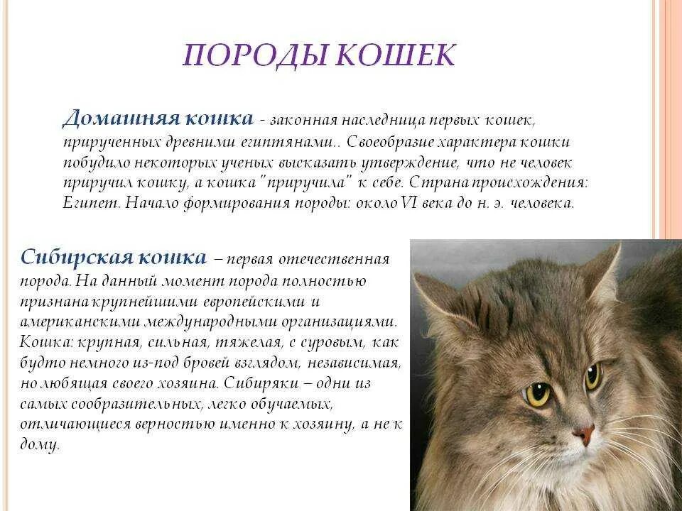 Описание о котах. Рассказ о породе кошек. Описание домашнего кота. Сибирская кошка описание.