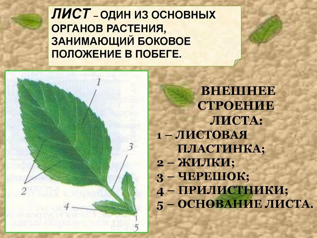Ознакомление с внешним строением листьев и листорасположением