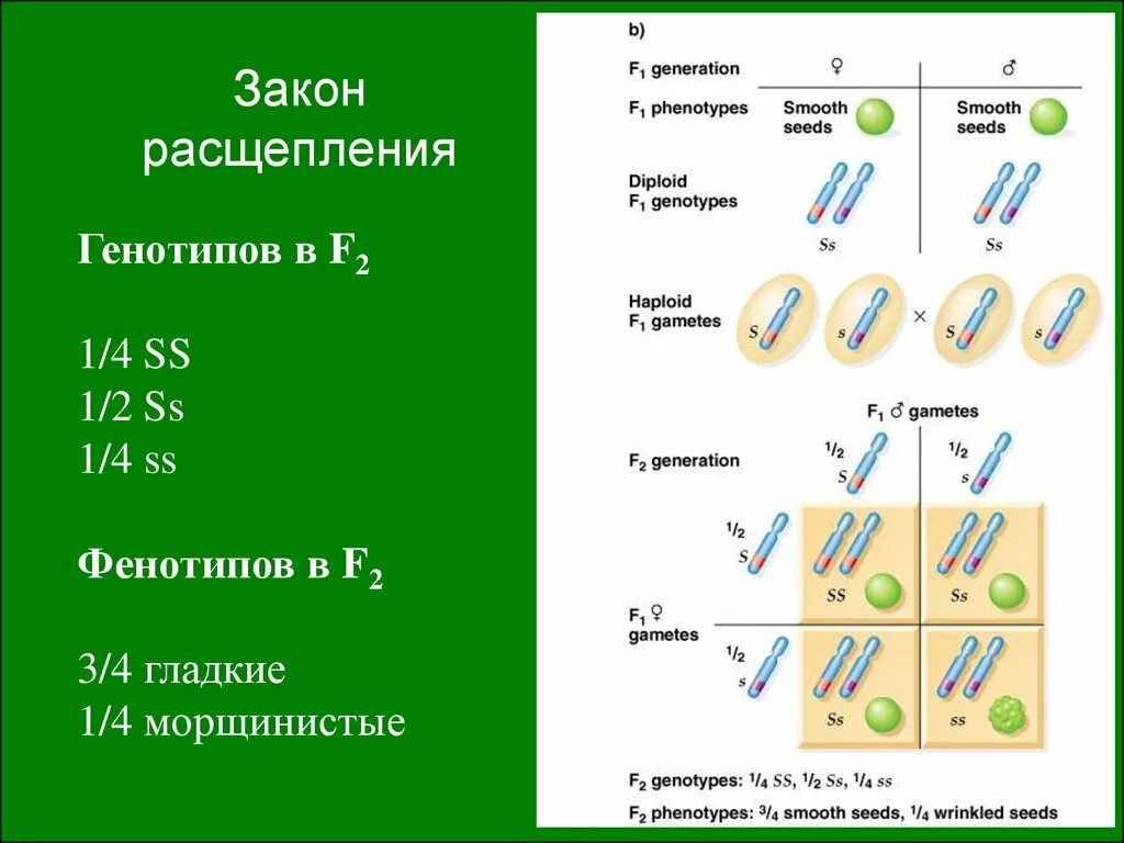 Расщепление по генотипу 2 закон менделя. Закон расщепления. Расщепление по генотипу и фенотипу. Закон расщепления фенотип. Закон расщепления Менделя.