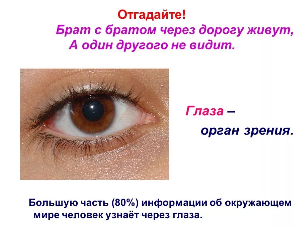 Глаза орган зрения 3 класс окружающий мир. Глаз для презентации. Доклад на тему глаз. Презентация на тему зрение.