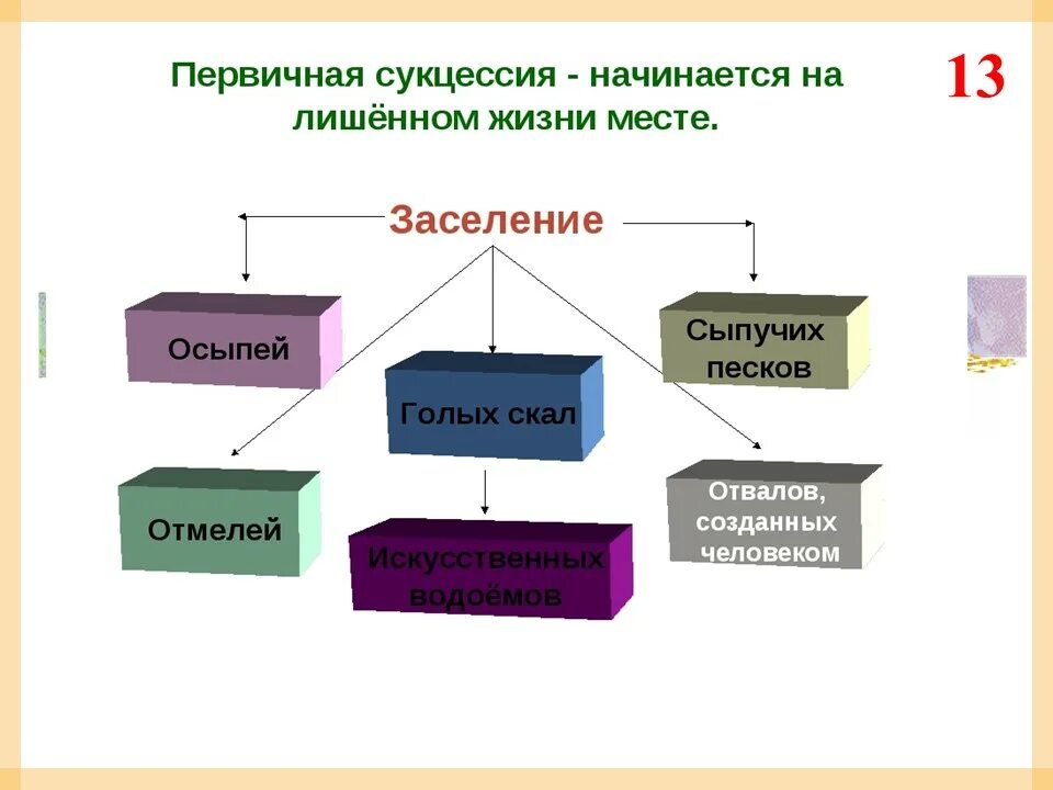 Различия первичной и вторичной сукцессии. Первичная сукцессия. Первичная сукцессия начинается на. Первичная и вторичная сукцессия. Первичная сукцессия схема.