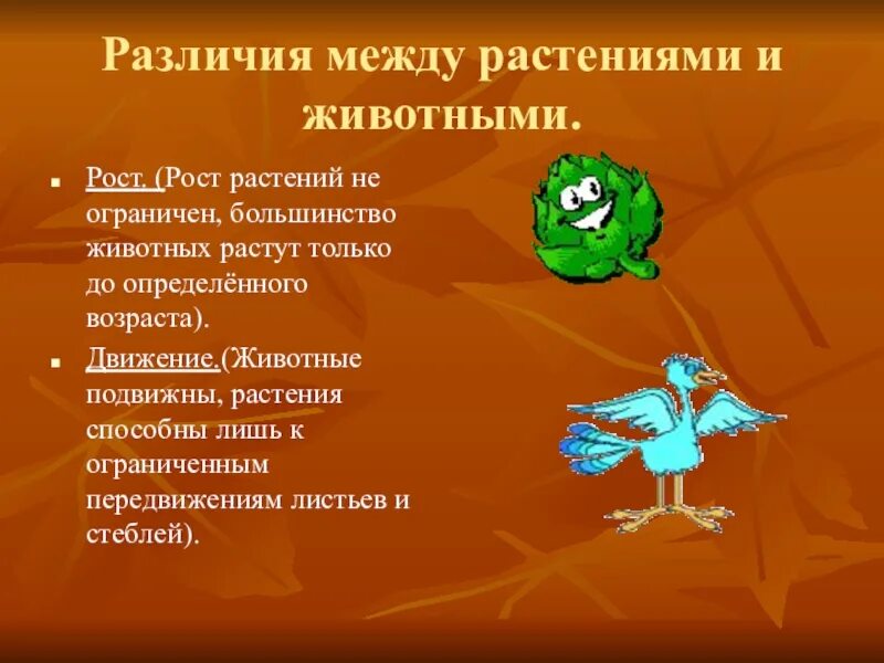 Отличие животных от растений кратко. Отличие животных от растений кратко