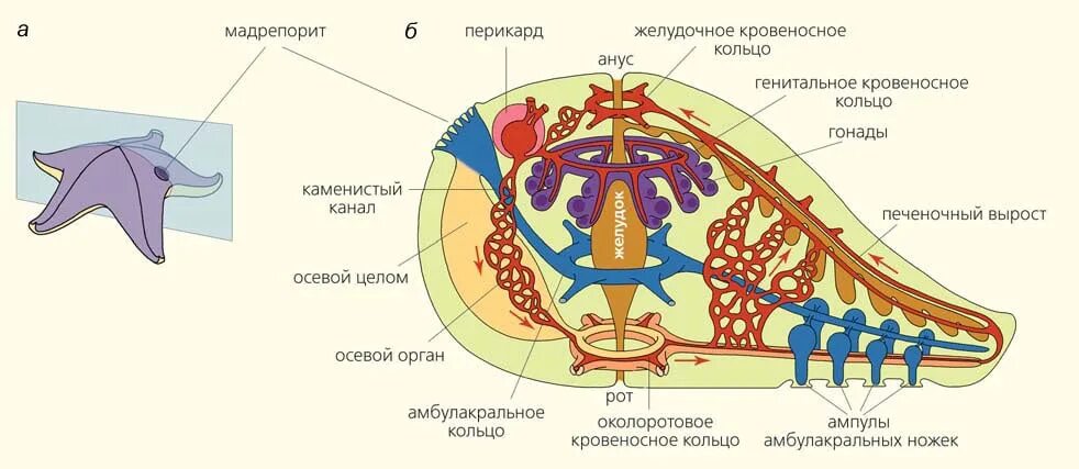 Дыхательная система морских. Пищеварительная система морской звезды. кровеносная система морской звезды. пищеварительная система иглокожих. тип иглокожие внутреннее строение.