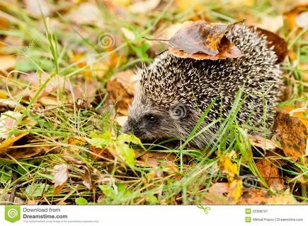 Hedgehog in the Autumn Forest Stock Image - Image of erinaceus, meadow 