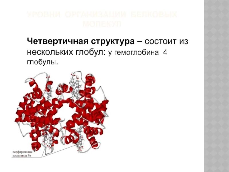 Гидрофобные радикалы повернуты внутрь глобулы. Глобула. Гемоглобин уровень организации системный уровень. Глобулы бока. Самая Главная структура глобулы.