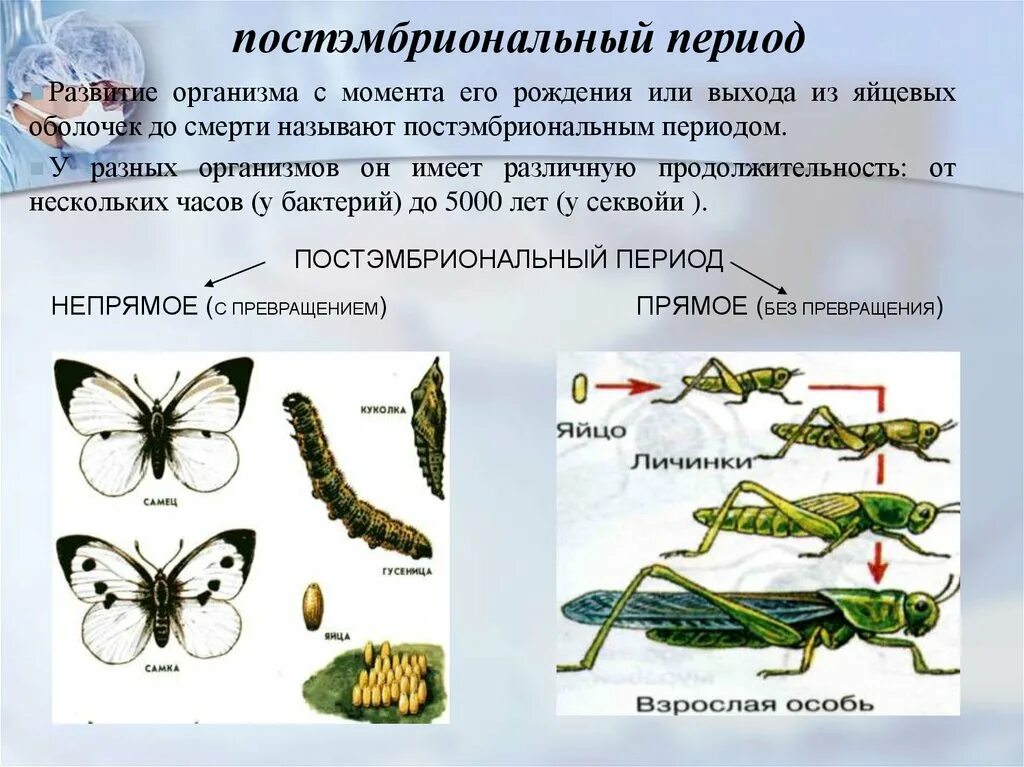 Назовите типы развития животных