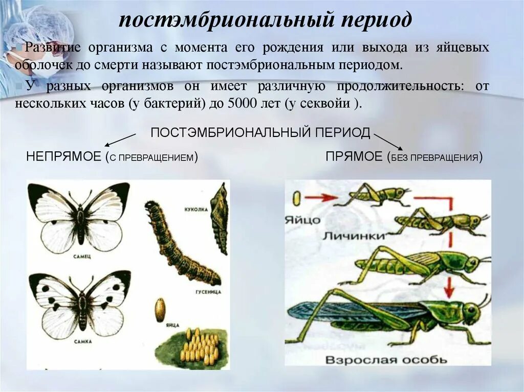 Постэмбриональный период развития прямое и Непрямое развитие. Постэмбриональный период развития организма. Постэмбриональный период онтогенеза схема. Виды непрямого постэмбрионального развития.