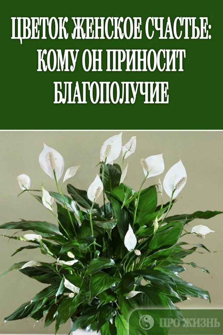 Женское счастье цветок подарить. Спатифиллум женское счастье. Спатифиллум цветок женского счастья. Спатифиллум мелколистный. Домашние цветы комнатные женское счастье.