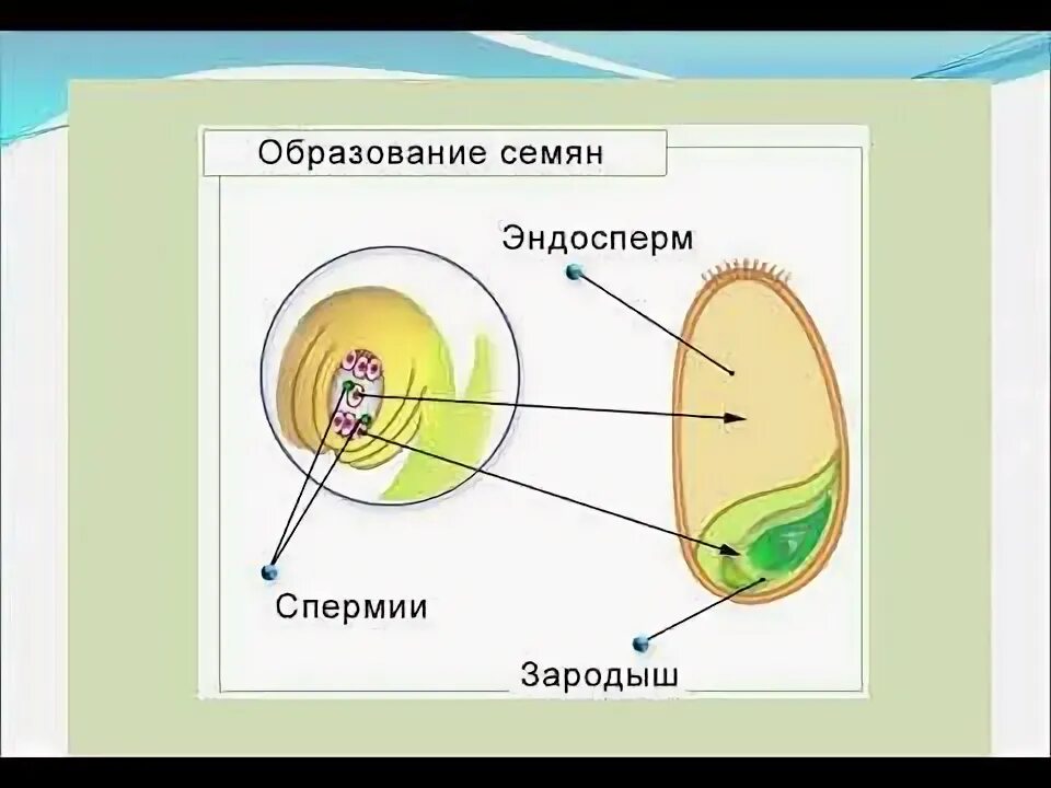 В какой клетке содержится эндосперм. В какой клетке содержится эндосперм
