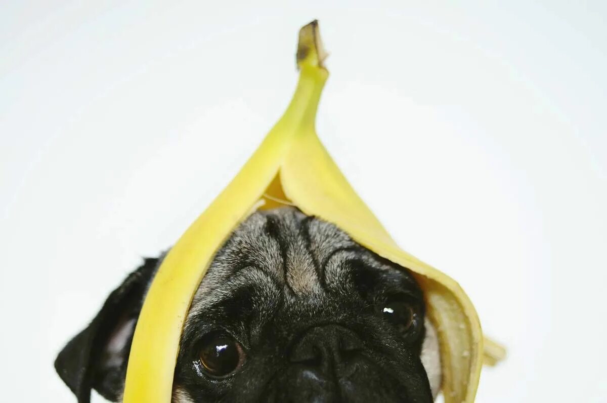 Можно собакам давать бананы. Собака банан. Мопс банан. Собака ест банан. Собака с бананом на голове.