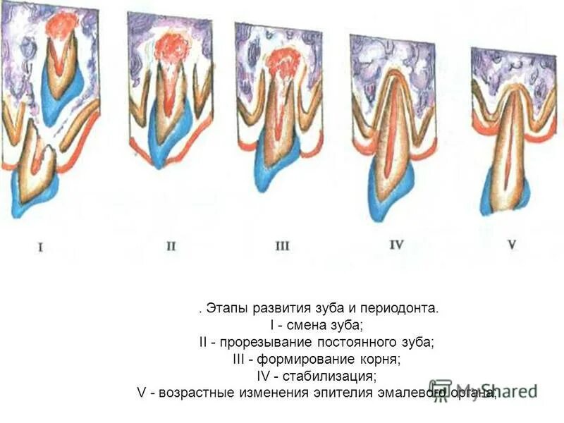 Стадии формирования корня зуба постоянного. Этапы развития зуба и периодонта. Стадии развития корня постоянного зуба.