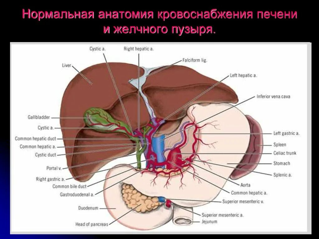 Сосуды желчного пузыря. Желчный пузырь топография строение. Топография желчного пузыря кровоснабжение. Кровоснабжение желчного пузыря топографическая анатомия. Кровоснабжение желчного пузыря схема.