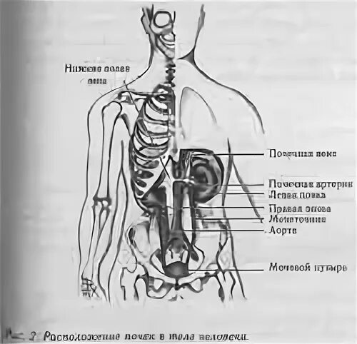 Где находятся почки и печень у человека. Анатомическое расположение почек. Расположение почек на скелете. Где находятся почки у человека фото со спины. Расположение почек и печени у человека со спины фото.