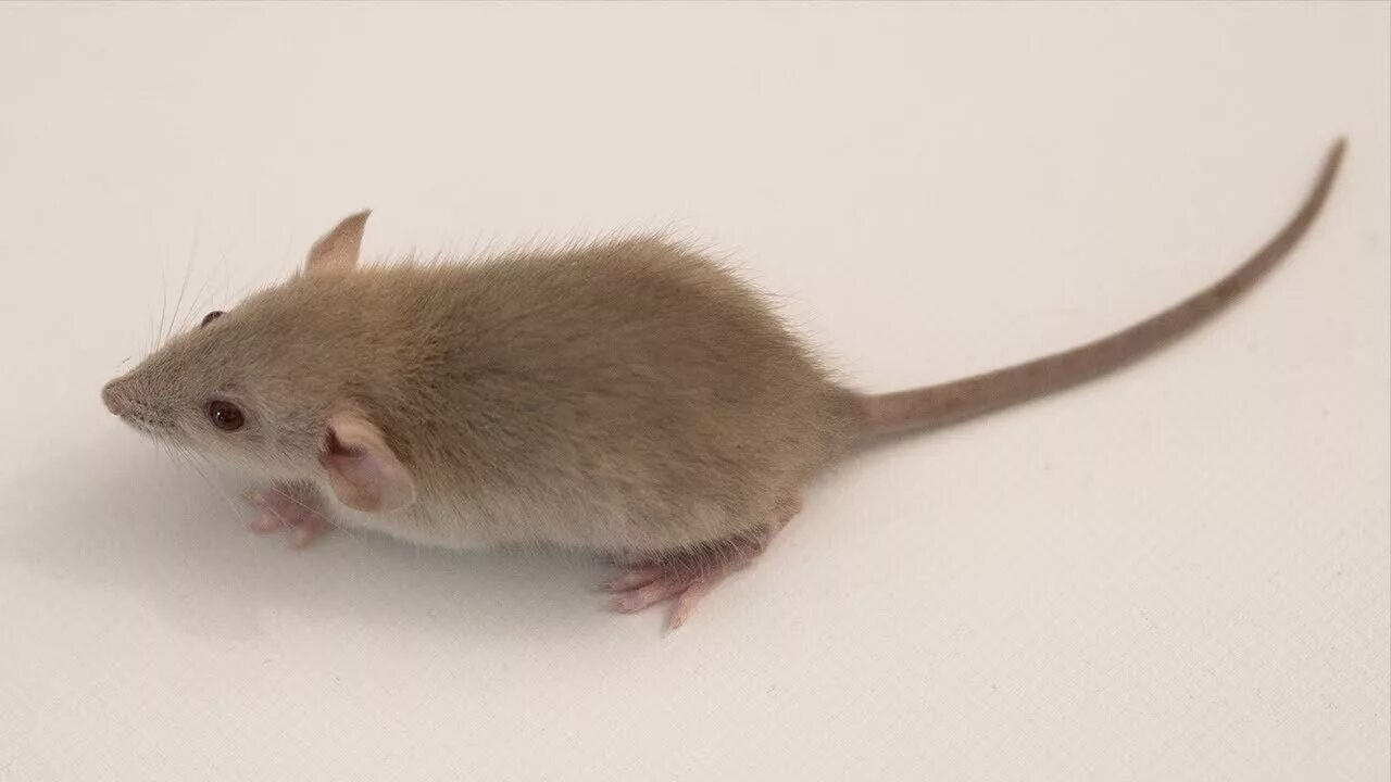 Мышки бегают видео для кошек и пищат