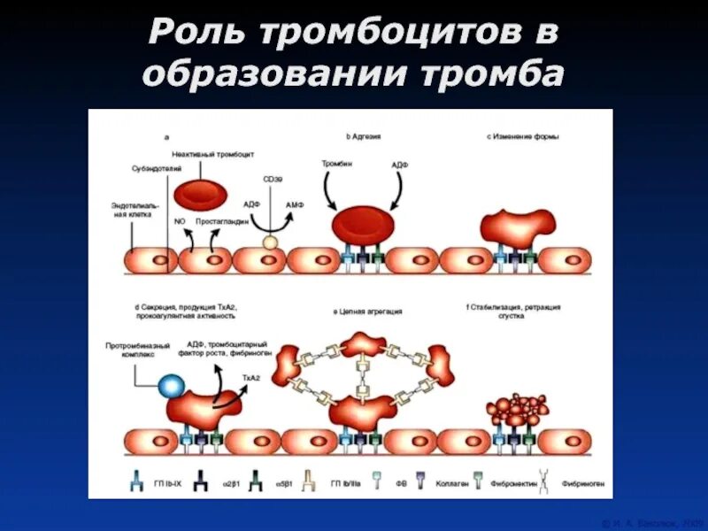 Силен и тромбоциты. Формирование тромбоцитов. роль тромбоцитов в тромбообразовании. тромбоциты строение и функции. механизм образования тромбоцитов.