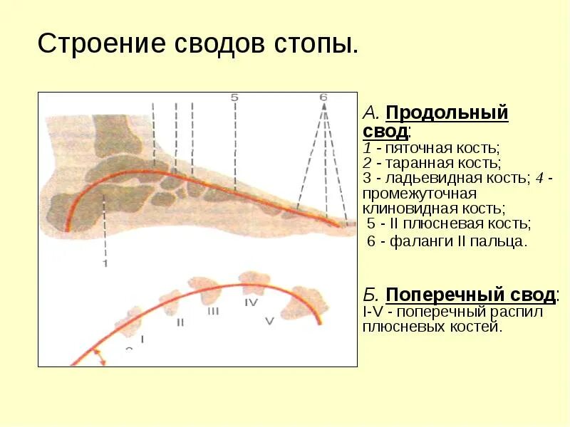 Продольный и поперечный свод стопы. Стопа свод стопы анатомия. Продольный свод стопы анатомия. Строение сводов стопы. Продольный поперечный свод