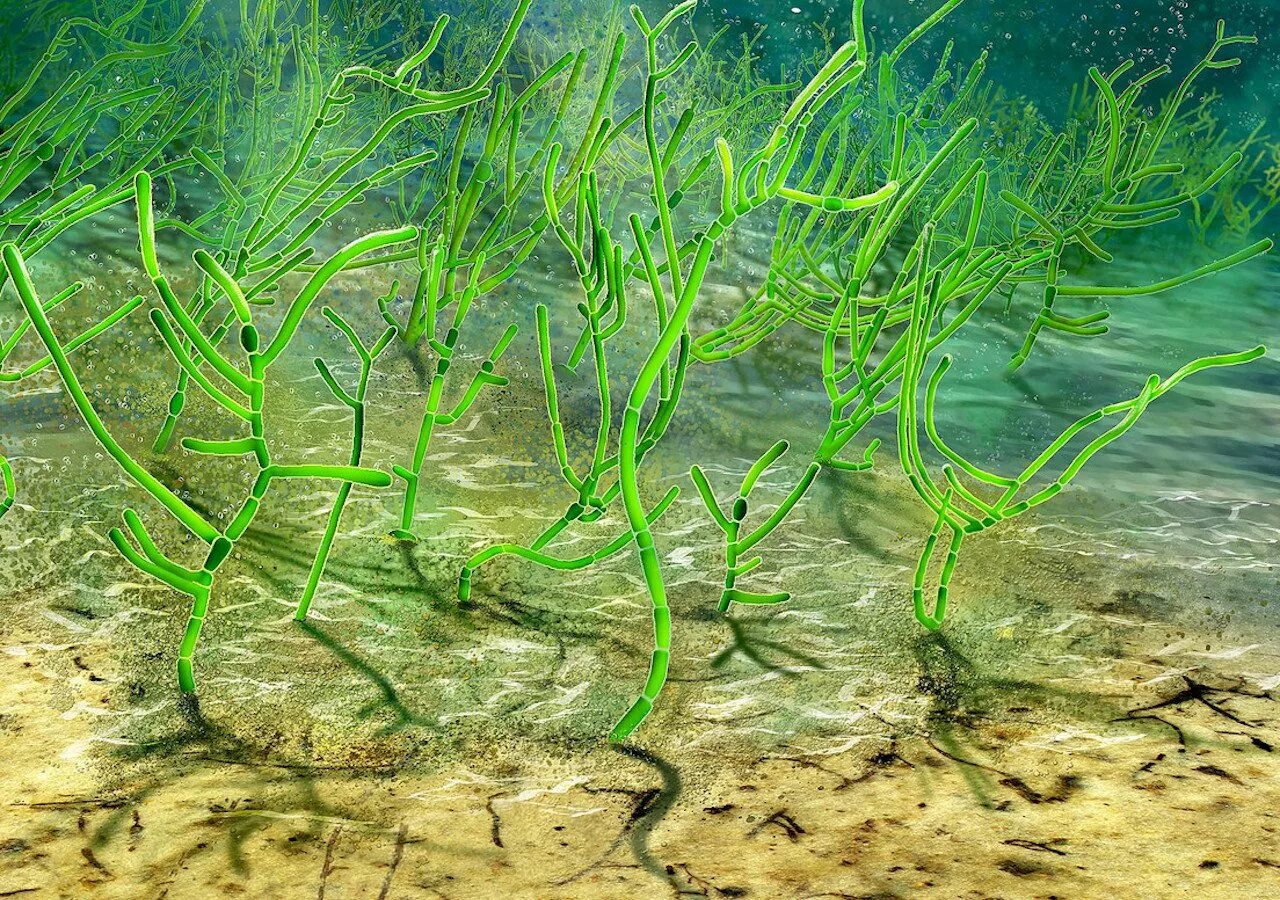 Зеленые водоросли Chlorophyta. Перидиниевые водоросли. Сине зеленые водоросли кембрия. Анфецилин водоросли.