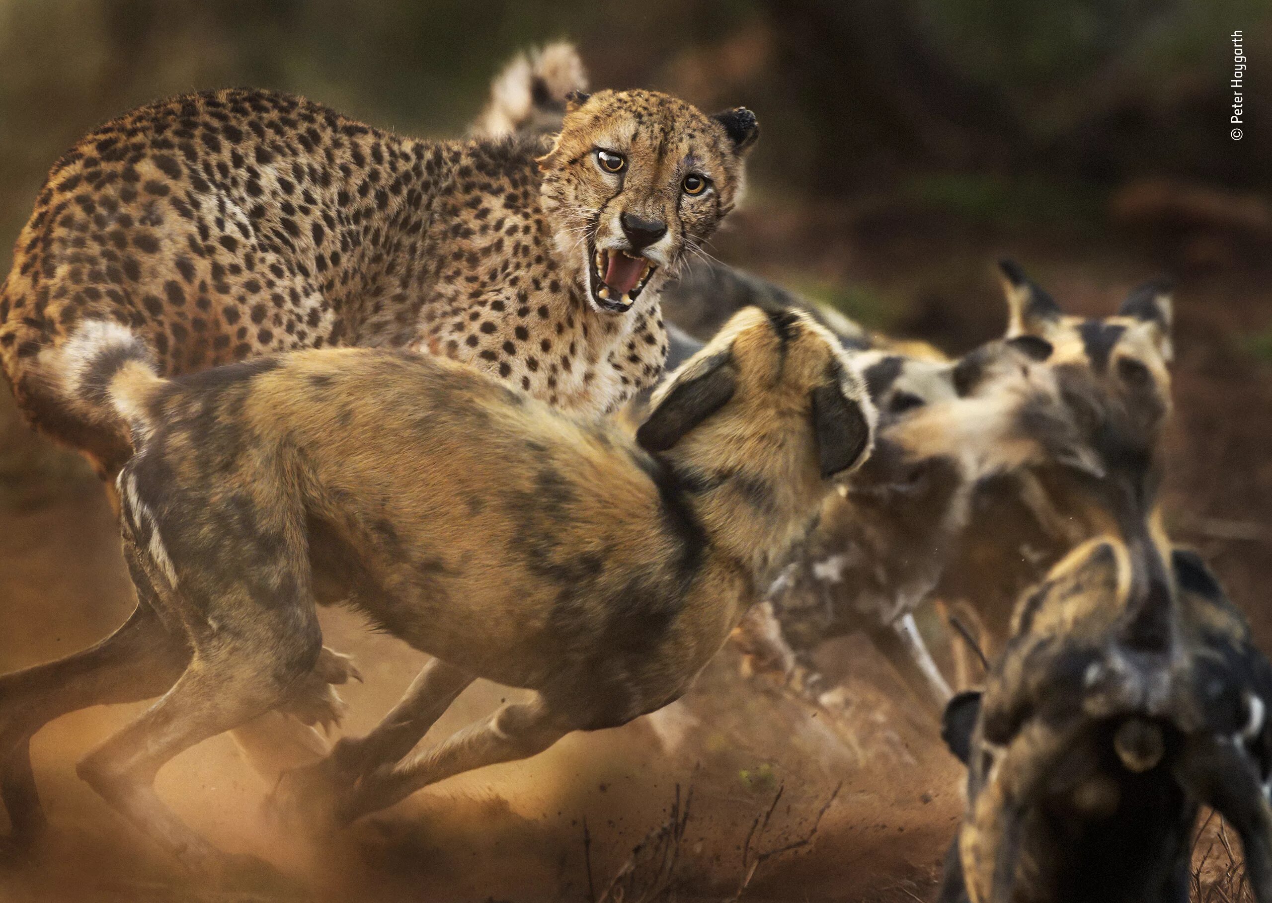 Wildlife photos. Гиеновидная собака и гепард. Южноафриканский гепард. Дикие звери. Дикая природа.