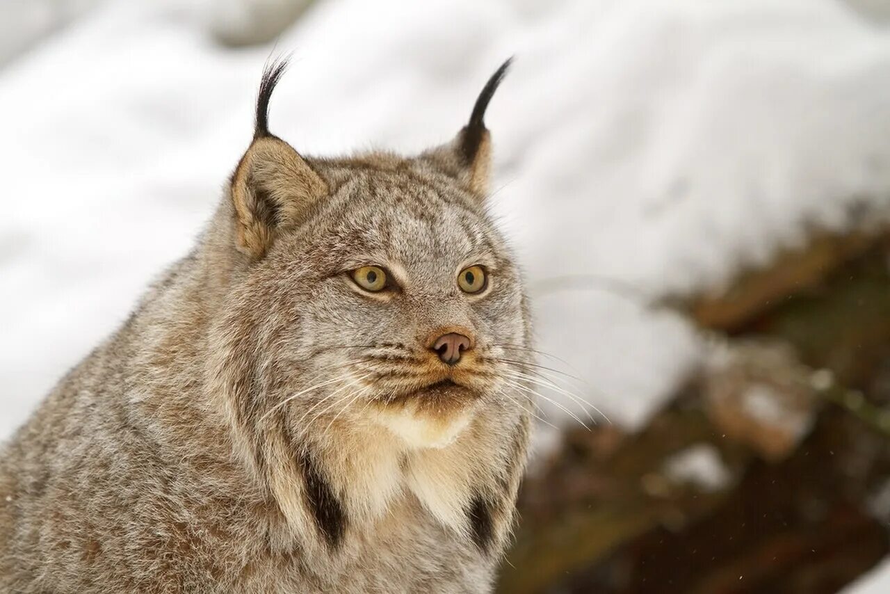 Рысь европейская. Рысь линкс. Рысь европейская. Рысь - lynx lynx (linnaeus, 1758). Рыжая канадская рысь.