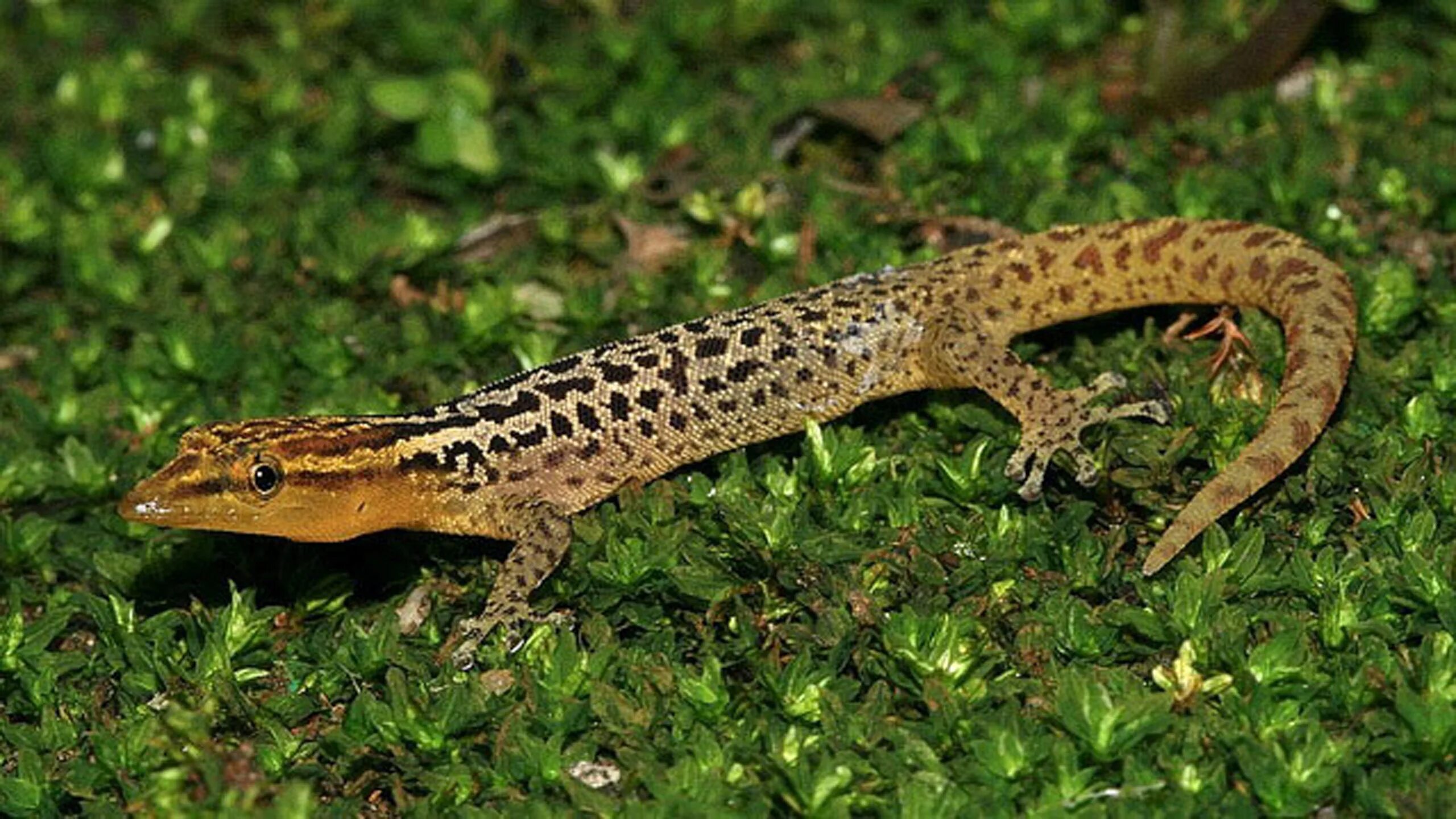 Карликовая ящерица. Карликовый геккон (Sphaerodactylus ariasae). Виргинский круглопалый геккон. Ящерица Харагуанский сферо. Харагуанский сферо (карликовый геккон, Sphaerodactylus ariasae),.