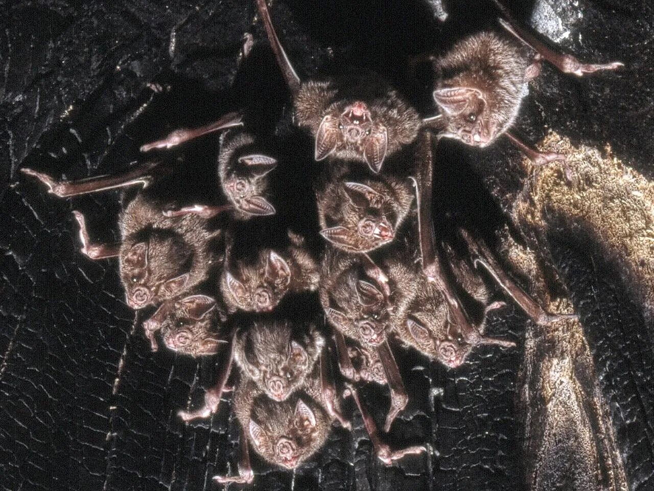 There are various myths surrounding bats those