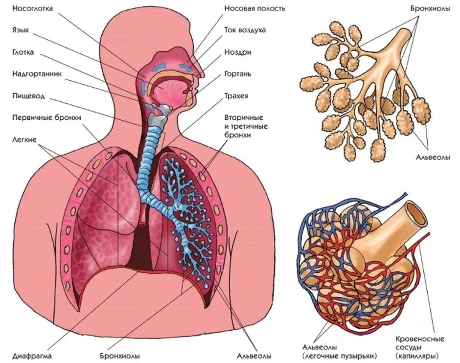 Система органов дыхания схема. Строение системы органов дыхания человека. Органы дыхательной системы схема. Строение дыхательной системы человека схема анатомия.