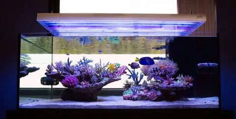 Работа морские аквариумы