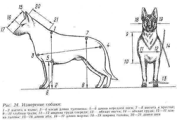 Высокая холка формирующая. Стандарт породы немецкая овчарка промеры. Немецкая овчарка стандарт породы рост. Стандарт породы ВЕО кобеля. Промеры собаки немецкой овчарки.